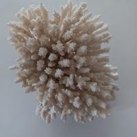 corallo bianco 