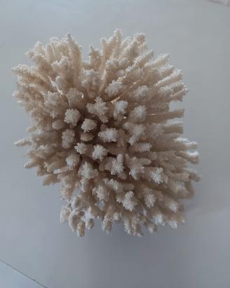 corallo bianco 