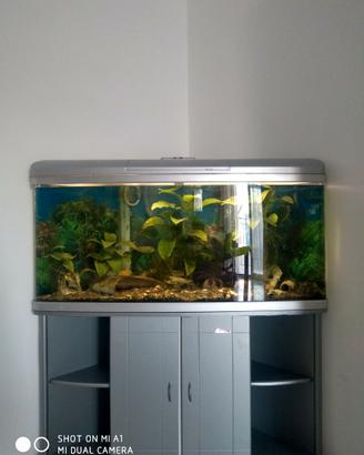Acquario