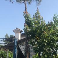 Pino marittimo in vaso