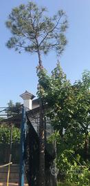 Pino marittimo in vaso