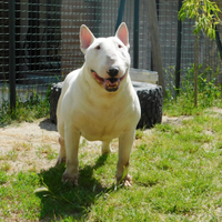 Bull terrier