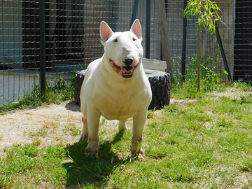 Bull terrier