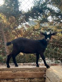 Capra Tibetana