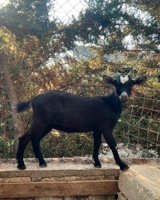 Capra Tibetana