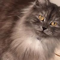 Gatta siberiana circa 2 anni e mezzo