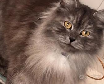 Gatta siberiana circa 2 anni e mezzo