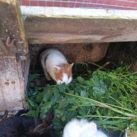 Conigli testa dì Leone