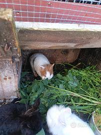 Conigli testa dì Leone