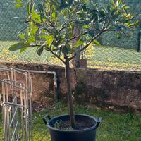 arancio