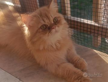 Persiano cincillà Golden Orange disponibile