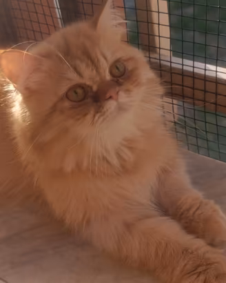Persiano cincillà Golden Orange disponibile