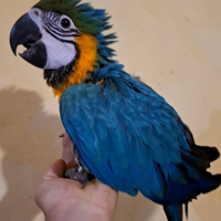 Pullo Ara Ararauna