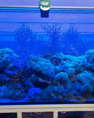 Acquario Marino 380 litri