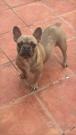 Bulldog francese