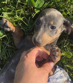 Cuccioli di Bassotto kaninchen