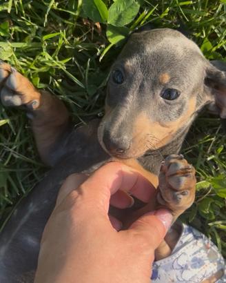 Cuccioli di Bassotto kaninchen