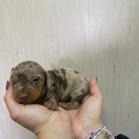 Bassotto tedesco femmina kaninken merle cioccolato