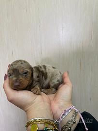 Bassotto tedesco femmina kaninken merle cioccolato