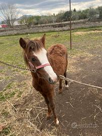 Pony welsh