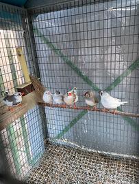 Diamantino mandarino e passeri del giappone