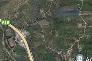 Terreno con 100 alberi di ulivo e piante da frutto