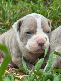 American pitbull terrier