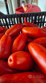 pomodori 