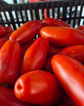 pomodori 