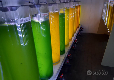 Mini fotobioreattori (50L) produzione fitoplancton