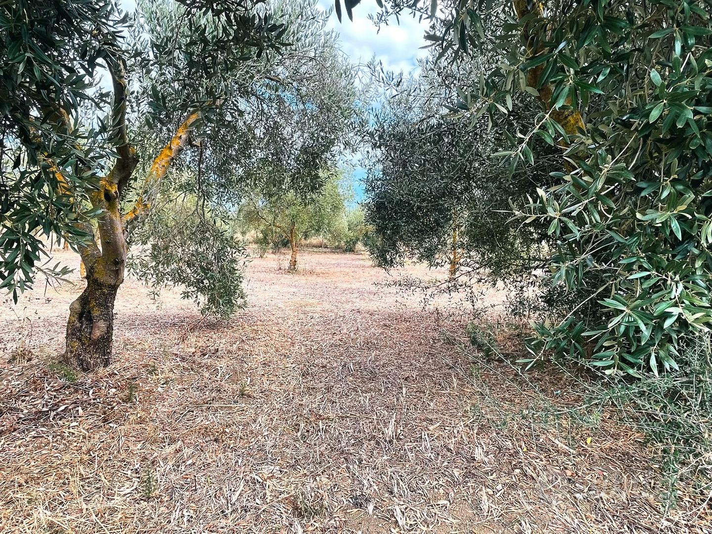 Sanluri - Uliveto di circa 2.200 mq - Vista 2