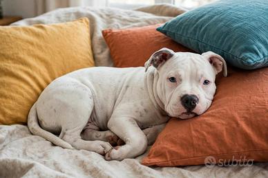 Cucciola American Bully Pocket