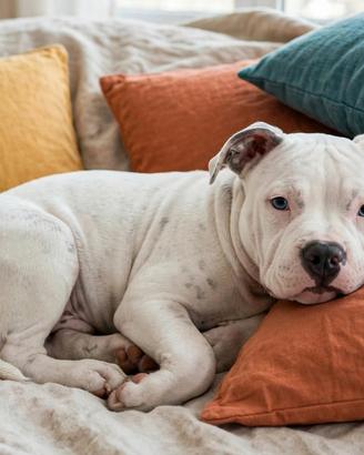 Cucciola American Bully Pocket