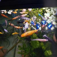 Platy vari colori e dimensioni