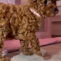 Cucciola Barboncino Mini Toy