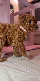 Cucciola Barboncino Mini Toy