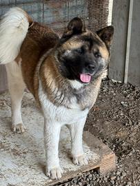 Fattrice di 2 anni e mezzo di Akita Americano