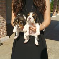 Cuccioli di Beagle