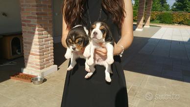 Cuccioli di Beagle