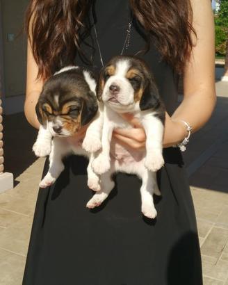 Cuccioli di Beagle