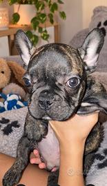 Ultimo cucciolo bulldog francese maschio