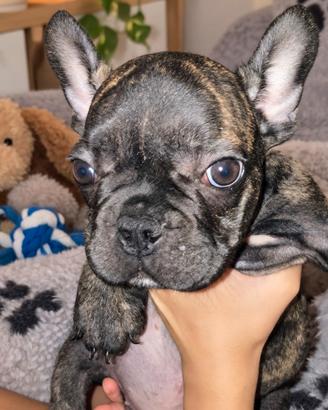 Ultimo cucciolo bulldog francese maschio