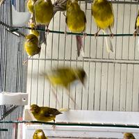 Canarini spagnoli anni 2024