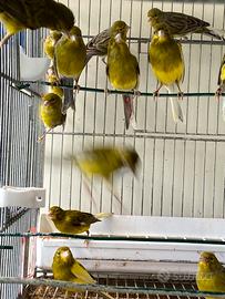 Canarini spagnoli anni 2024