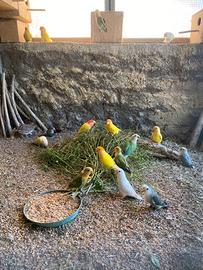 Coppie e pulli di inseparabili roseicollins