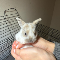 Coniglietti ariete nani adatti a bambini