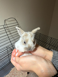 Coniglietti ariete nani adatti a bambini