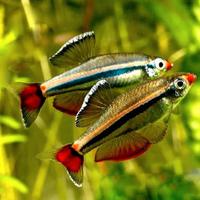 Tanichthys Albonubes - Ancestrali e Gold