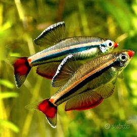 Tanichthys Albonubes - Ancestrali e Gold