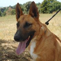 Adozione VENUS splendida malinois in canile